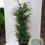 Juniperus communis 'Suecica' 125-150 cm 20L