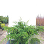 Juniperus pfitzeriana 'Pfitzeriana Glauca' 60-80 cm 20L breed