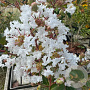 Lagerstroemia indica 'Neige d'Été' 150-175 cm 20L