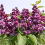 Syringa vulgaris 'Mrs Edward Harding' 60-80 cm 20L breed
