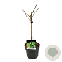 Ginkgo bil. Little Emperor 40 cm stam 5,0L