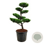 Juniperus chin. 'Kaizuka' 100-125 cm cont. 70L bonsai