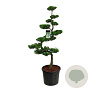 Juniperus chin. 'Kaizuka' 150-175 cm cont. 70L bonsai