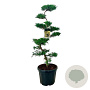 Juniperus pfitzeriana 100-125 cm 45L bonsai
