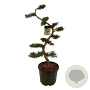 Juniperus pfitzeriana 125 cm cont. 55L bonsai