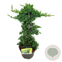 Juniperus procumbens 'Nana' 40-50 cm 5,0L