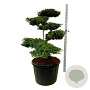 Juniperus squamata 'Blue Carpet' 125 cm cont. 180L bonsai