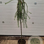 Larix kaempf. 'Stiff Weeper' 120 cm stam 7,5L