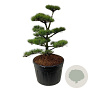 Pinus contorta 100-125 cm cont. 180L bonsai