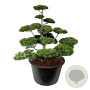 Pinus contorta 125-150 cm cont. 500L bonsai