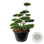 Pinus contorta 150-175 cm cont. 500L bonsai