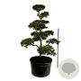 Pinus contorta 225-250 cm cont. 500L bonsai