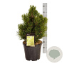 Pinus heldreichii 'Malinki' 40-50 cm 15L