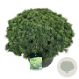 Pinus mugo 'Mops' 60-80 cm cont. 70L solitair