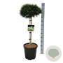 Pinus nigra 'Nana' 70 cm stam 15L kroon 30-40
