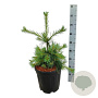 Pinus strobus 'Niagara Falls' 50-60 cm 15L