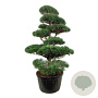 Pinus sylvestris 175-200 cm cont. 285L bonsai