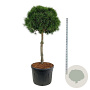 Pinus sylvestris 100 cm stam cont. 180L kroon 90-100