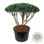 Pinus sylv. 'Watereri' 100-125 cm cont. 230L scherm