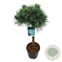 Pinus sylv. 'Watereri' 70 cm stam 15L kroon 30-40