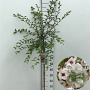 Prunus 'Hally Jolivette' 90 cm stam 7,5L