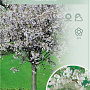 Prunus incisa 'Kojou-no-mai' 120 cm stam 7,5L