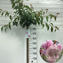 Prunus 'Kiku-shidare-zakura' 180 cm stam 10L