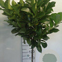 Prunus l. Etna 120 cm stam 10L