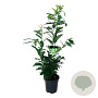 Prunus l. Genolia 80-100 cm 6L