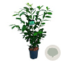 Prunus l. 'Novita' 80-100 cm 6L
