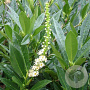 Prunus l. 'Otto Luyken' 60 cm stam 10L