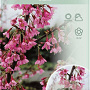 Prunus 'Okame' 60 cm stam 5,0L