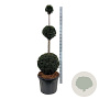 Taxus baccata 150-175 cm cont. 90L trio bol