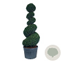 Taxus baccata 200-225 cm cont. 180L spiraal