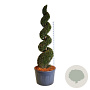 Taxus baccata 200-225 cm cont. 230L spiraal