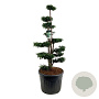 Taxus b. 'Dovastoniana' 150-175 cm cont. 130L bonsai