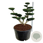 Taxus media 'Densiformis' 150-175 cm cont. 500L bonsai