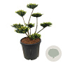 Taxus media 'Farmen' 80-100 cm 45L bonsai