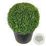 Thuja occ. 'Brabant' 100 cm cont. 230L bol