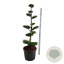 Thuja occ. 'Brabant' 150-175 cm cont. 90L bonsai