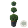 Thuja occ. 'Brabant' 150-175 cm cont. 90L trio bol