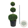 Thuja occ. 'Brabant' 150-175 cm cont. 130L trio bol