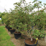 Acer japonicum 'Aconitifolium' 200-250 cm cont. 65L meerstammig