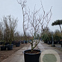 Acer japonicum 'Aconitifolium' 150-175 cm cont. 90L meerstammig