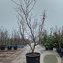 Acer japonicum 'Aconitifolium' 200-250 cm cont. 90L meerstammig