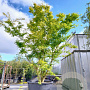 Acer palmatum 450-500 cm container solitair