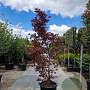 Acer pal. 'Fireglow' 200-250 cm container meerstammig extra