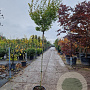 Acer pal. 'Orange Dream' 180 cm stam 25L 8-10