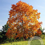 Acer platanoides 12-14 HO container