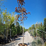 Acer plat. 'Crimson King' 200 cm stam container 16-18 leiboom